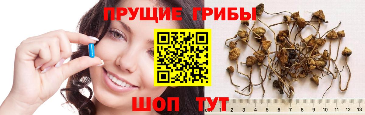 Галлюциногенные грибы Cubensis Ефремов